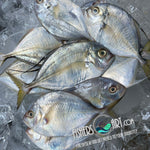 Fresh Talakitok (~1kg)