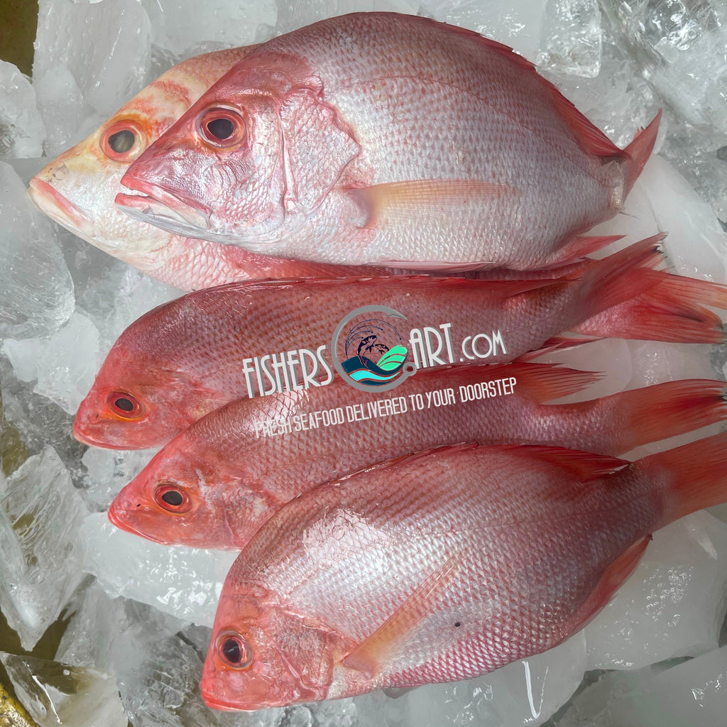 Fresh Maya-Maya (~1kg)