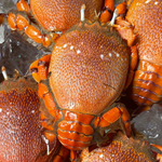 Fresh Curacha Crab (~1kg)