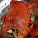 Fresh Curacha Crab (~1kg)