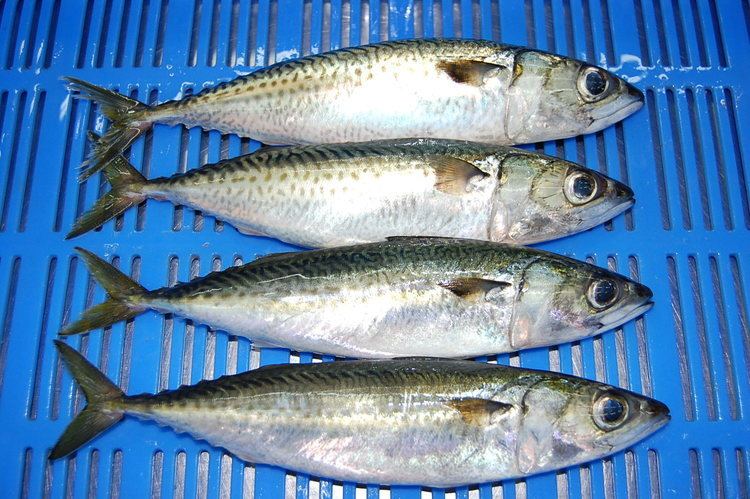 Fresh Alumahan (~1kg)