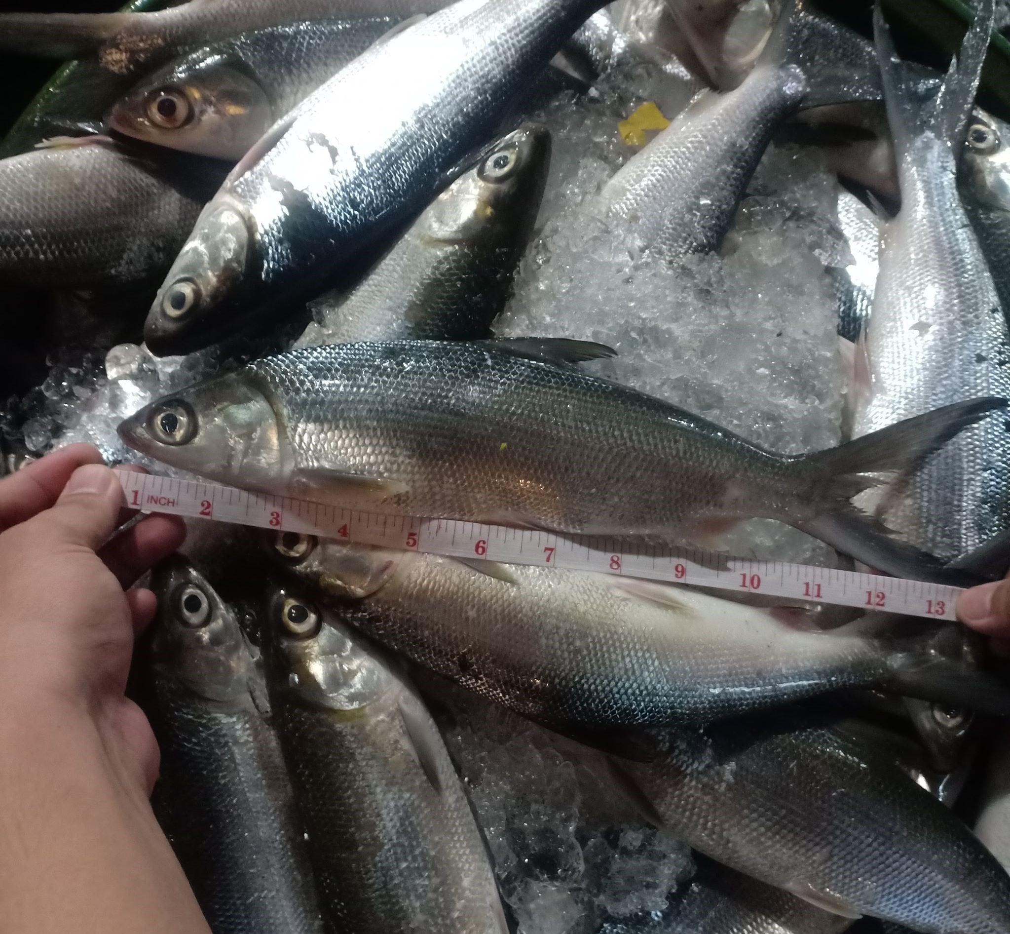 Fresh Bangus~1kg - Fishers Cart