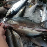 Fresh Bangus~1kg - Fishers Cart