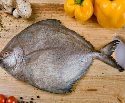 Fresh Black Pampano (~1kg)