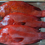 Lapu-Lapu~1kg - Fishers Cart