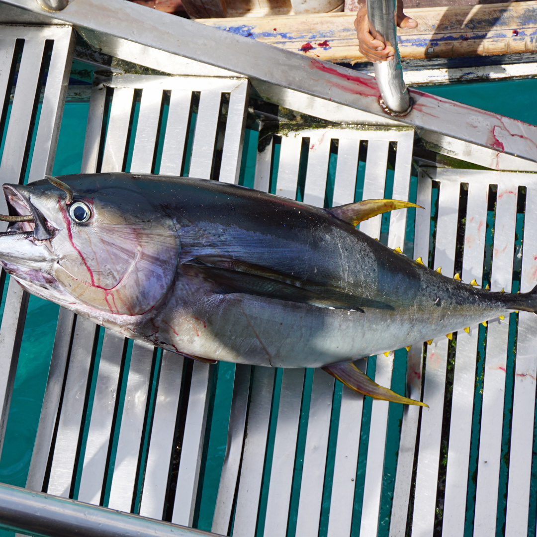Fresh Yellowfin Tuna (~1kg)