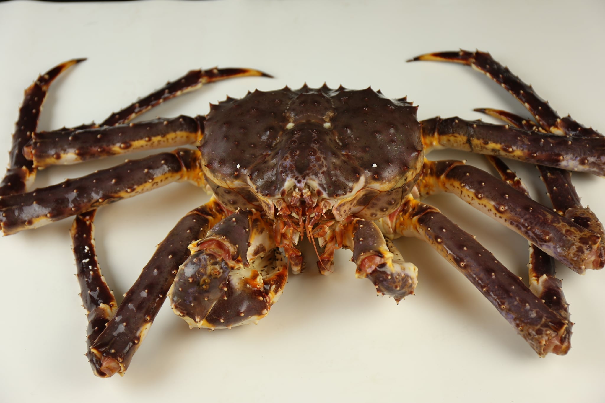 Alaskan King Crab (~2.0-4.5kg per piece)