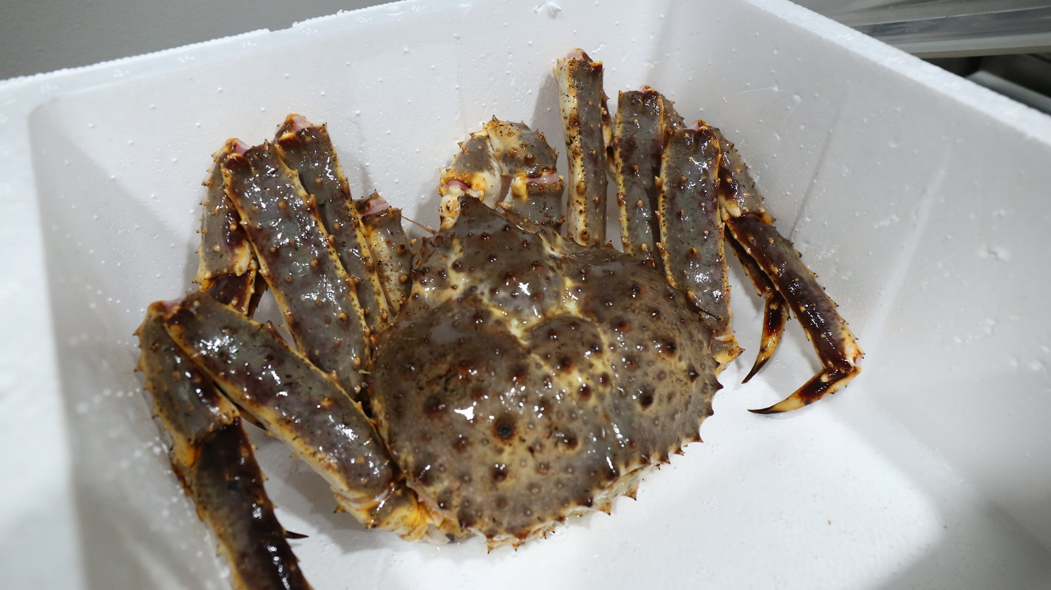 Alaskan King Crab (~2.0-4.5kg per piece)