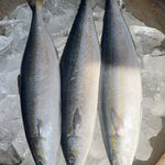 Fresh Local Salmon (~1kg)